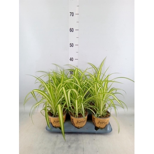 Chlorophytum com. 'Variegatum'