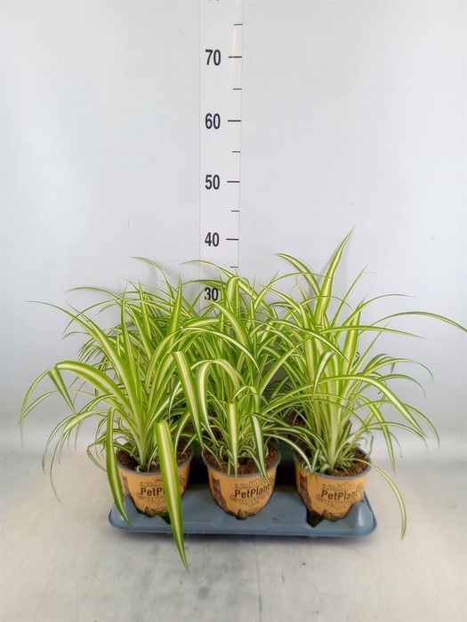 <h4>Chlorophytum com. 'Variegatum'</h4>
