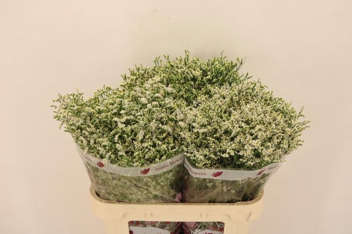 <h4>LIM SIN CLEAR DIA</h4>