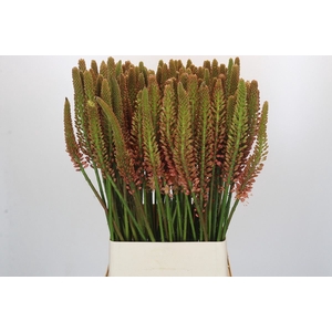 Eremurus  'Cleopatra'