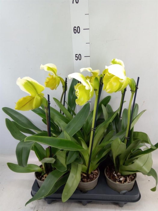 <h4>Paphiopedilum  'Amerikaanse hybrid'</h4>