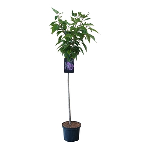 Prunus serrulata 'Kanzan' 120ST