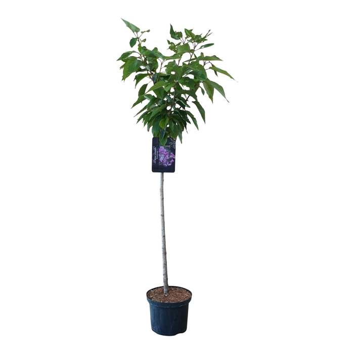 <h4>Prunus serrulata 'Kanzan' 120ST</h4>