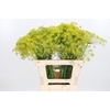 Anethum Graveolens