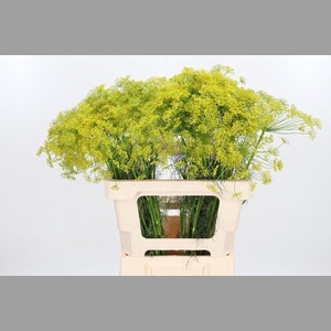 Anethum Graveolens