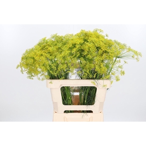 Anethum Graveolens