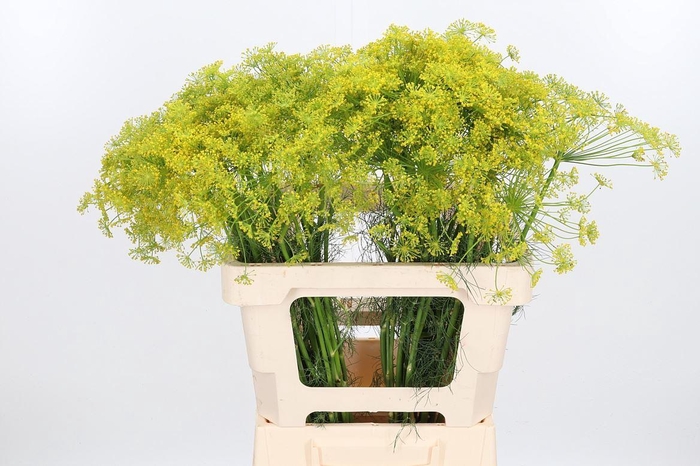 <h4>Anethum Graveolens</h4>