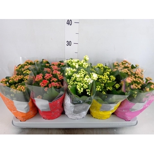 Kalanchoe blos. 'Perfecta'  ..mix 5