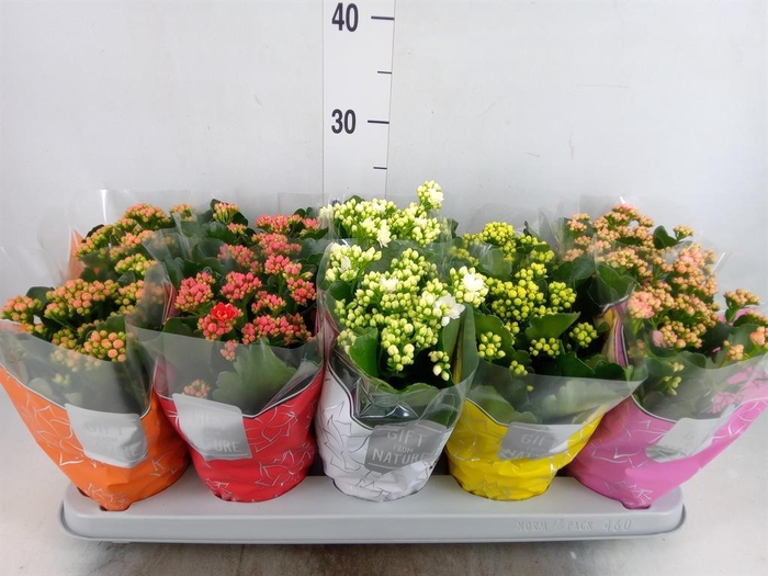 <h4>Kalanchoe blos. 'Perfecta'  ..mix 5</h4>