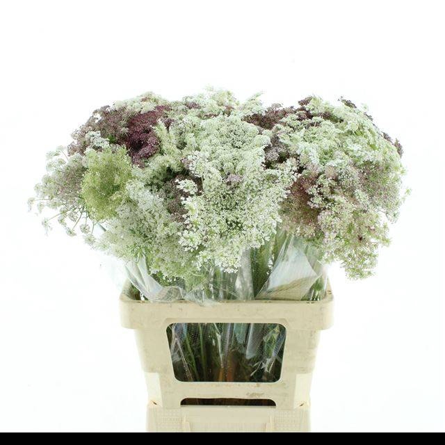 <h4>DAUCUS CAROTA DARA</h4>