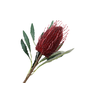 Banksia Red