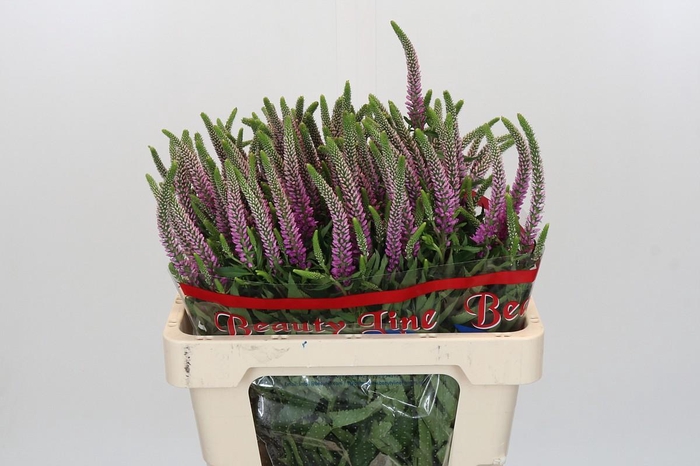 Veronica Skyler Pink