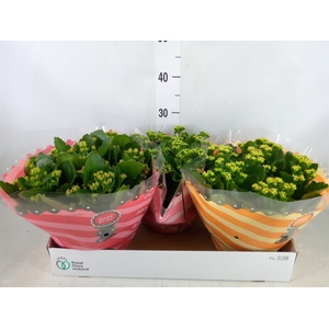 Kalanchoe blos.   ..rosebud mix  5