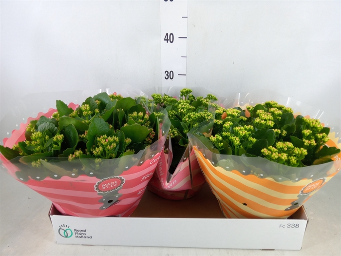<h4>Kalanchoe blos.   ..rosebud mix  5</h4>