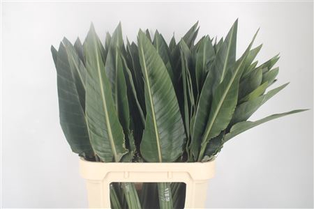 <h4>Strelitzia Blad</h4>