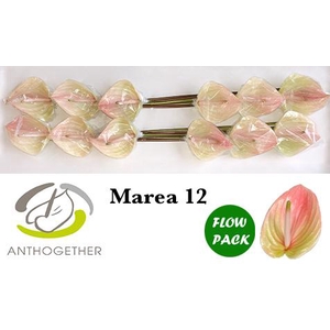 Anthurium Marea