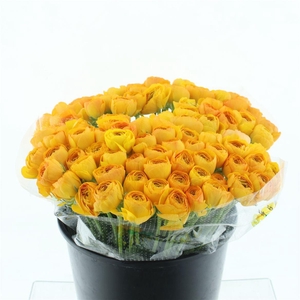 Ran Su Sr Bruce Peach 1a