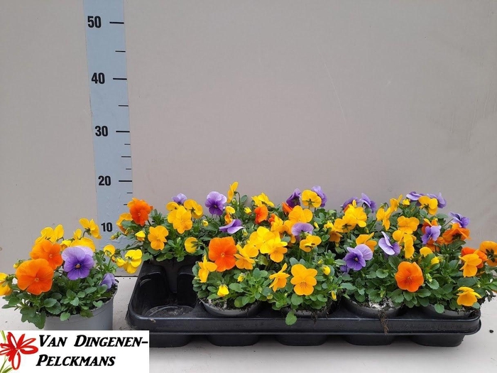 <h4>VIO CO TW GEM</h4>