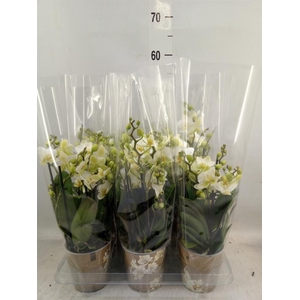 Phalaenopsis multi. 'Ant Lausanne'