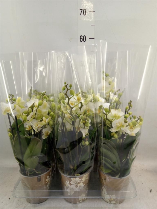 <h4>Phalaenopsis multi. 'Ant Lausanne'</h4>