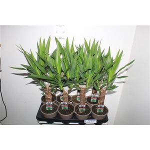 Yucca 30cm