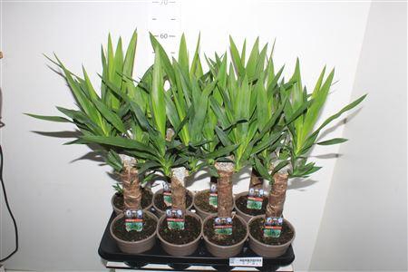 <h4>Yucca 30cm</h4>