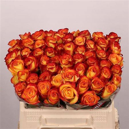 <h4>Rosa a grande fleur Firefox</h4>