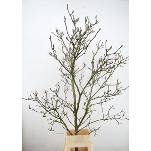 MAGNOLIA GRILLIG PER STEM 200CM