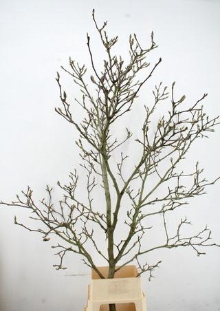 <h4>MAGNOLIA GRILLIG PER STEM 200CM</h4>