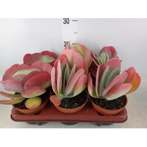 Kalanchoe NF thyrsiflora