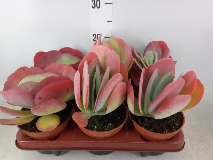 <h4>Kalanchoe NF thyrsiflora</h4>