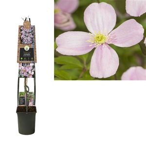 Clematis montana 'Rubens' +3.0 label