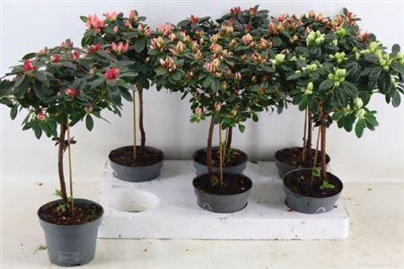 <h4>Rhodo Ov Stam</h4>