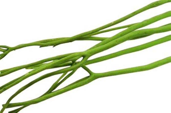 <h4>Mitsumata Flaked Apple Green 3pc Bunch</h4>