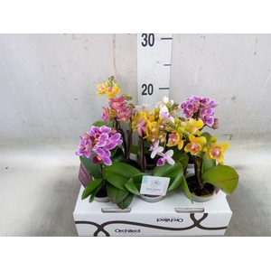 Phalaenopsis   ...mini