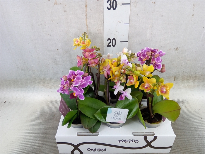 <h4>Phalaenopsis   ...mini</h4>