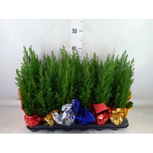 Chamaecyparis laws. 'Ellwoodii'