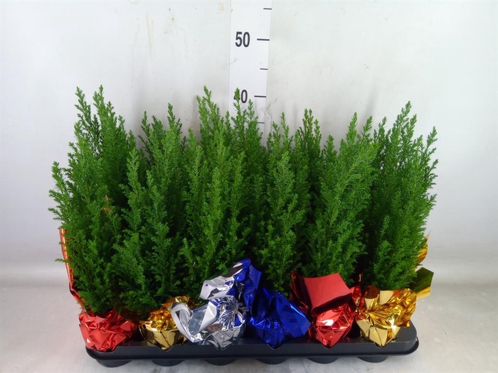 <h4>Chamaecyparis laws. 'Ellwoodii'</h4>