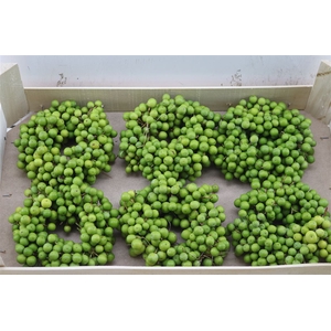 Wr Sierfruit Lilac De Chine 15 Cm