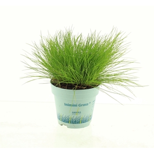 Deschampsia flexuosa 'Amilime'