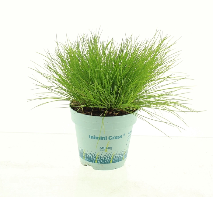 <h4>Deschampsia flexuosa 'Amilime'</h4>
