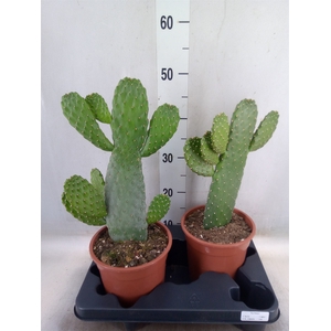 Opuntia
