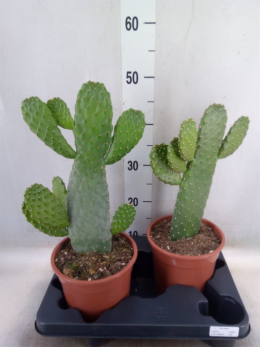 <h4>Opuntia</h4>