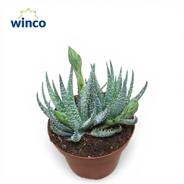 <h4>Aloe Humilis</h4>