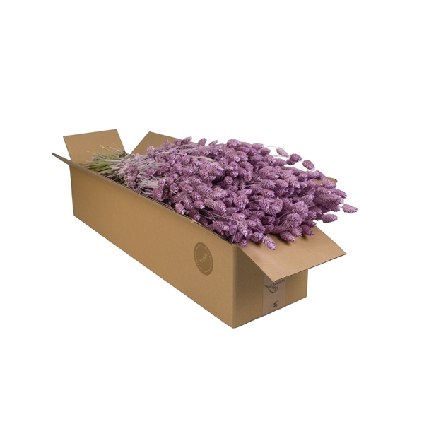 <h4>Droogbloemen-Phalaris Lilac Misty</h4>