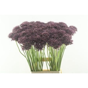 Allium Atropurpureum