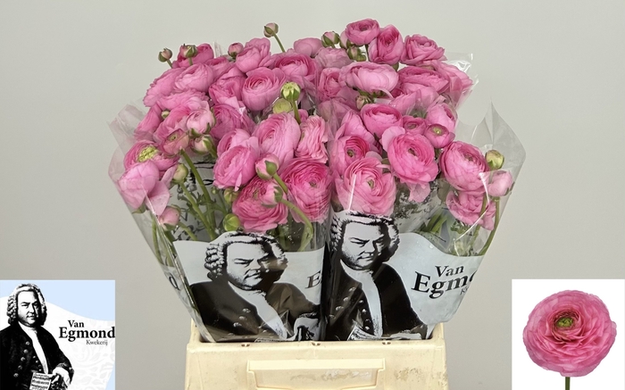<h4>Ran Aazur Light Pink Egmond</h4>