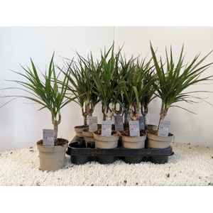 DRA MARG MARGINATA