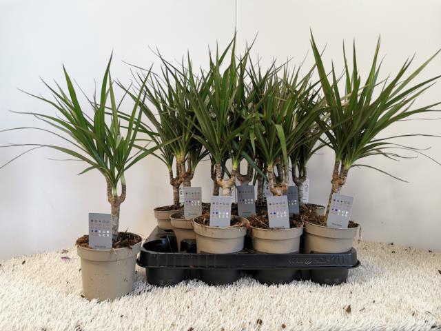 <h4>DRA MARG MARGINATA</h4>