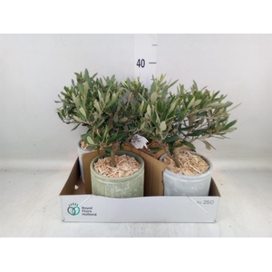 Arr.   Tuinplanten H%